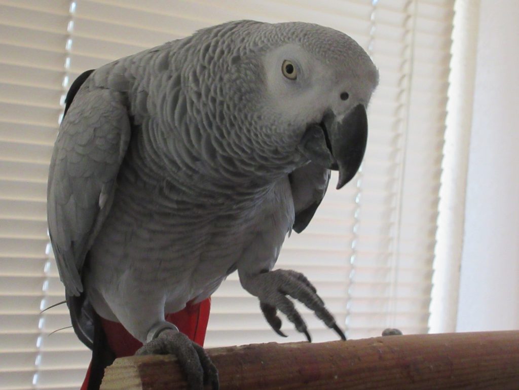 Dylan the Parrot can say "Hello"